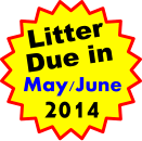 Litter Due in May/June 2014