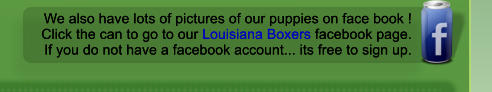 We also have lots of pictures of our puppies on face book ! Click the can to go to our Louisiana Boxers facebook page. If you do not have a facebook account... its free to sign up. We also have lots of pictures of our puppies on face book ! Click the can to go to our Louisiana Boxers facebook page. If you do not have a facebook account... its free to sign up.