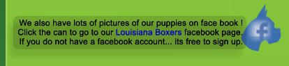 We also have lots of pictures of our puppies on face book ! Click the can to go to our Louisiana Boxers facebook page. If you do not have a facebook account... its free to sign up. We also have lots of pictures of our puppies on face book ! Click the can to go to our Louisiana Boxers facebook page. If you do not have a facebook account... its free to sign up.